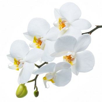 Стол обеденный Танго белый/Орхидея в Бердске - berdsk.mebel54.com | фото